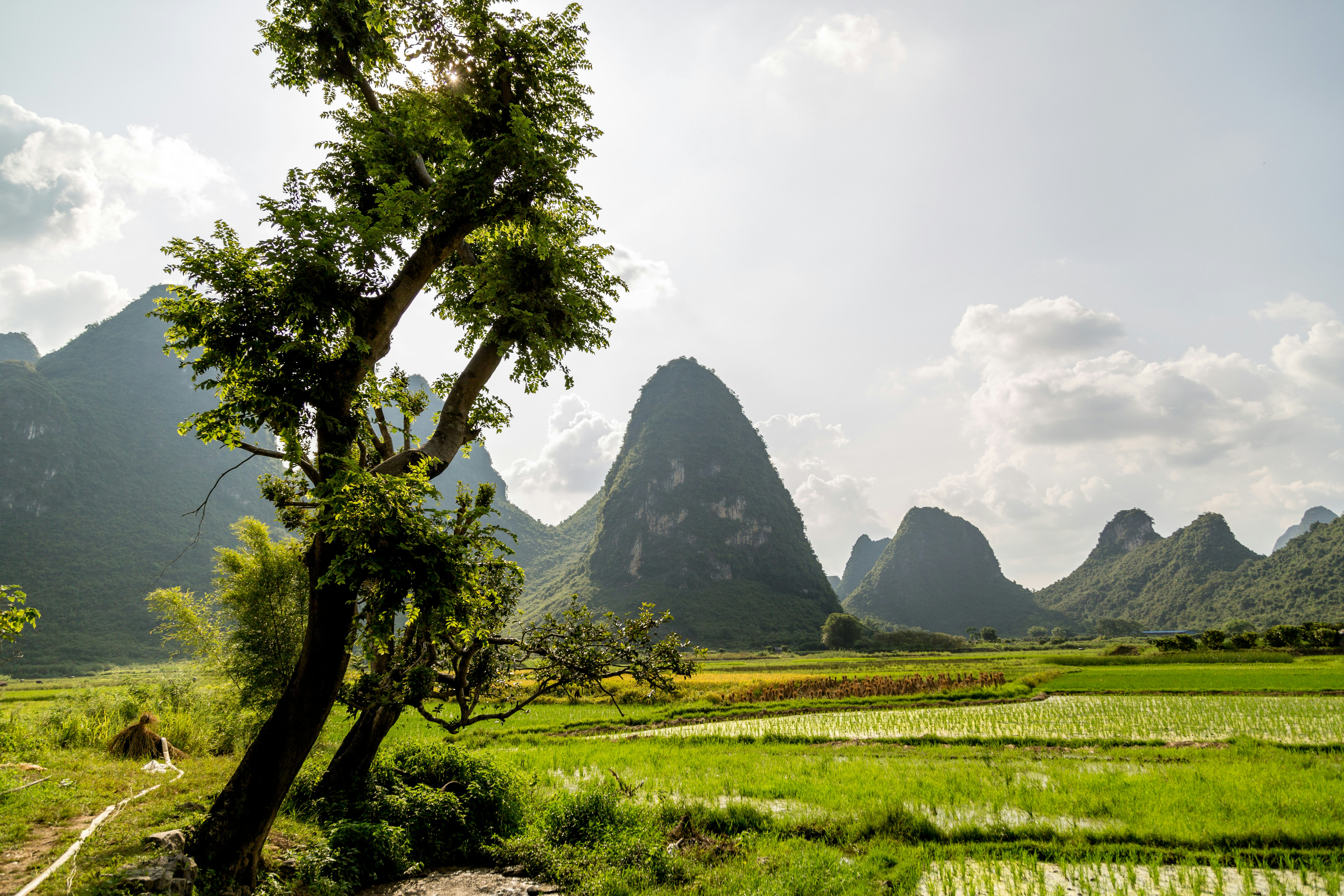 green trees near mountains under cloudy sky